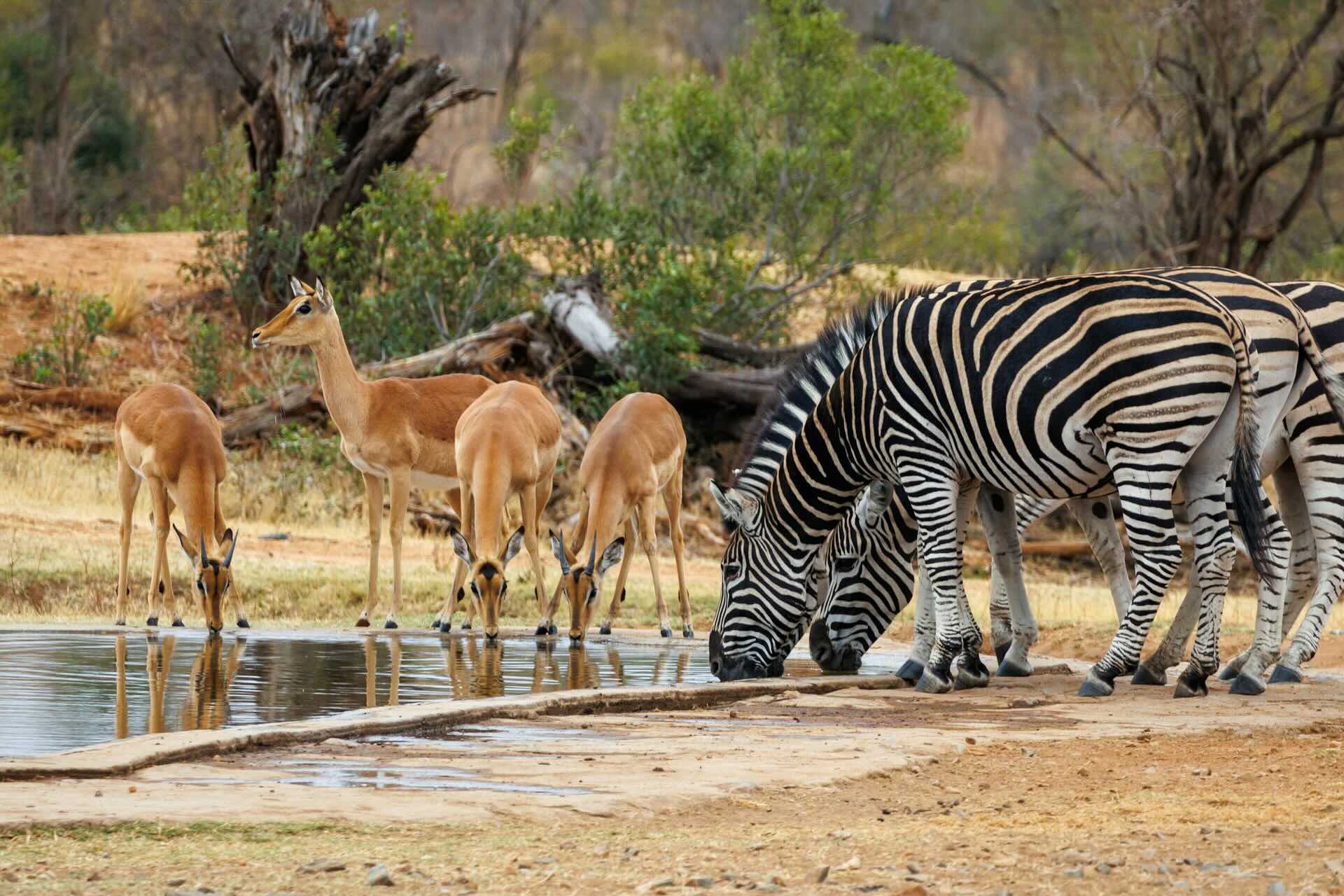 Kruger National Park: A Safari Adventure