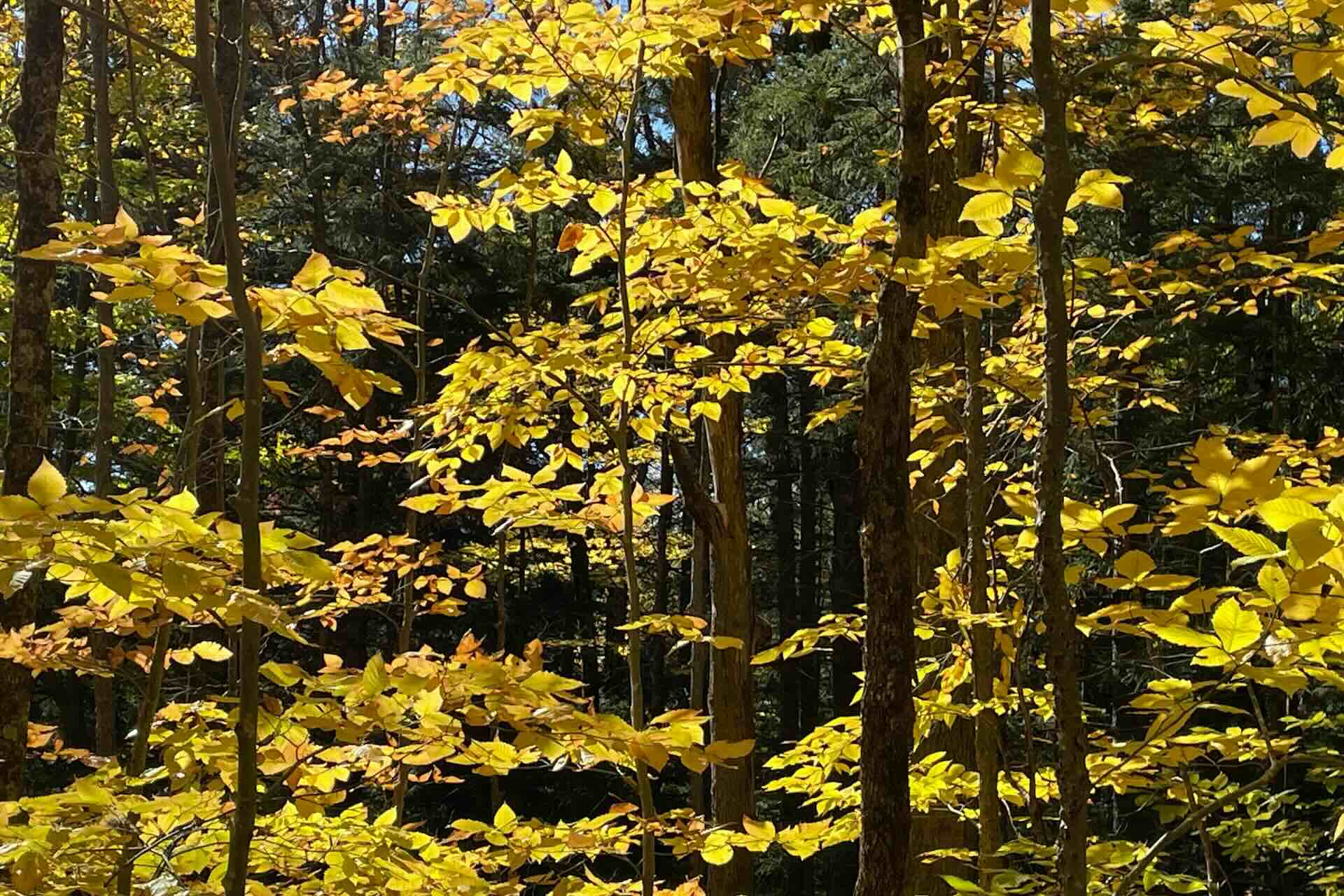 10 U.S. Towns That Shine in Fall Foliage Season