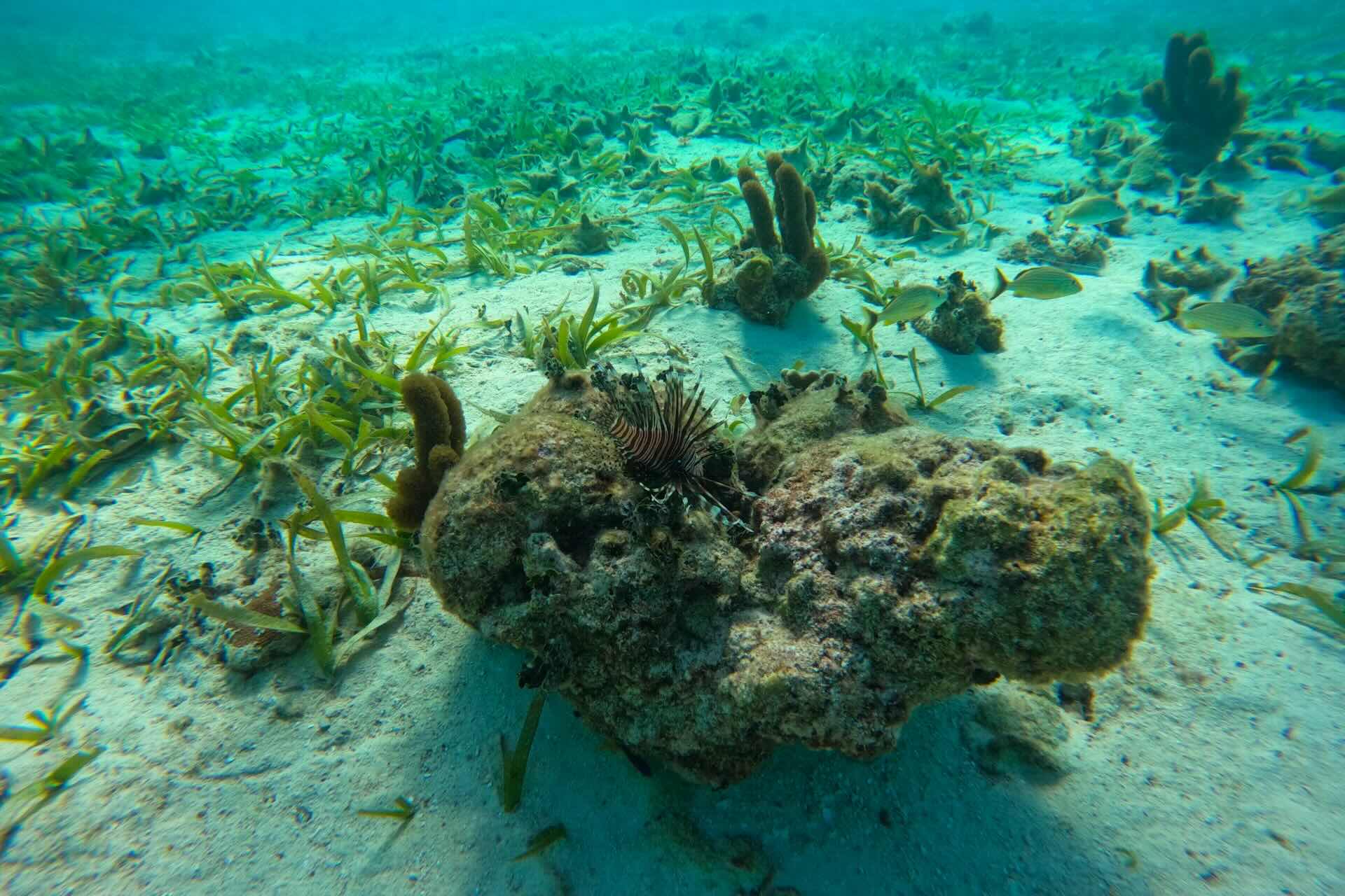 Caye Caulker, Belize Easy Caribbean Charm and Shallow Water