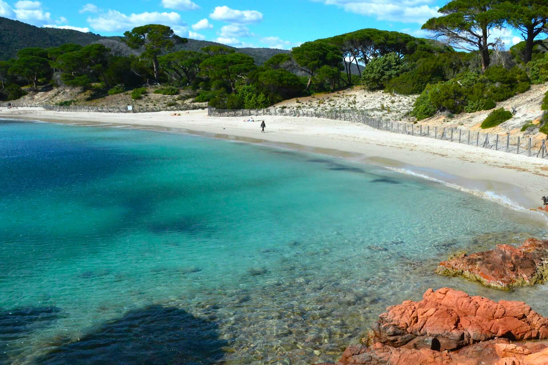 Palombaggia Beach, Corsica Pine Trees and Blue Water